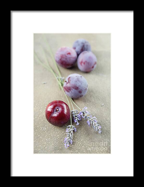 Plum Framed Print featuring the photograph Plums and lavender by Cindy Garber Iverson