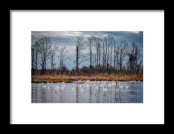 Nature Framed Print featuring the photograph Pocosin Lakes NWR by Donald Brown