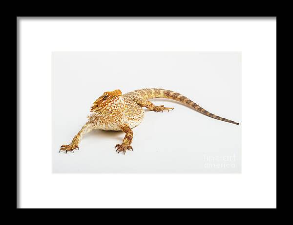 Australian Framed Print featuring the photograph Pogona isolated by Benny Marty