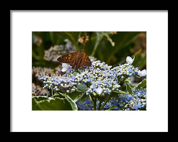 Moth Framed Print featuring the photograph Poised for Take Off by Robert Ullmann