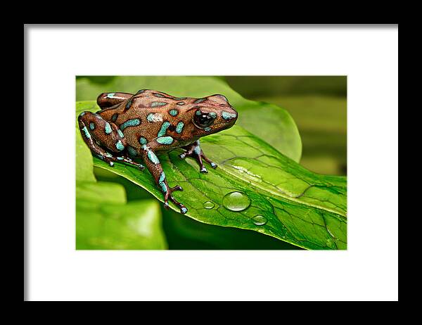 Frog Framed Print featuring the photograph poison art frog Panama by Dirk Ercken