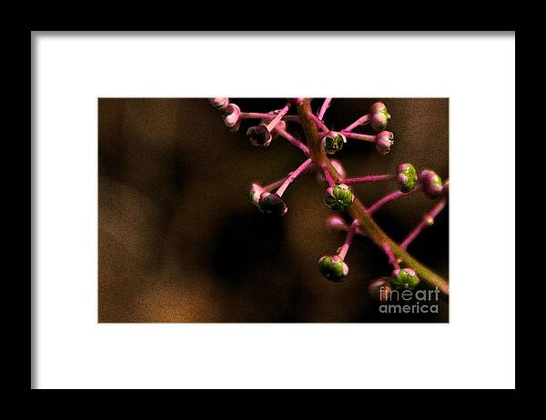 Pokeweed Framed Print featuring the photograph Pokeweed Emerges - wc by Linda Shafer