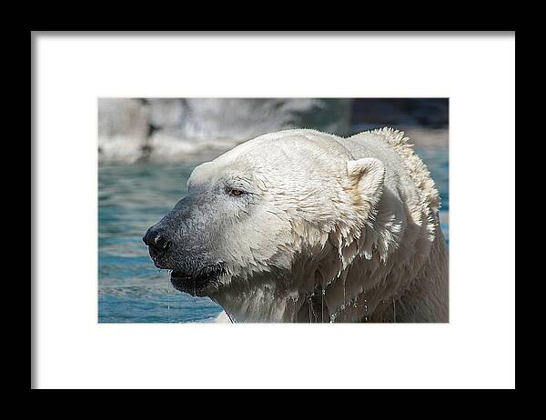 Photography Framed Print featuring the photograph Polar Bear Club by Kathleen Messmer