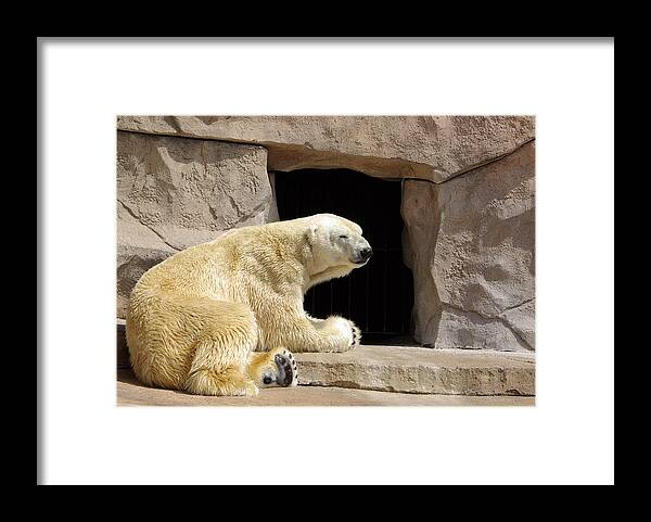 Polar Bear Framed Print featuring the photograph Polar Bear Prayers by Linda Mishler
