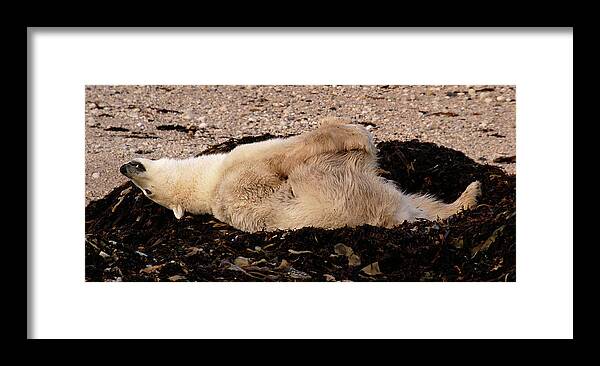 Polar Framed Print featuring the photograph Polar Bear Warmup by Ted Keller