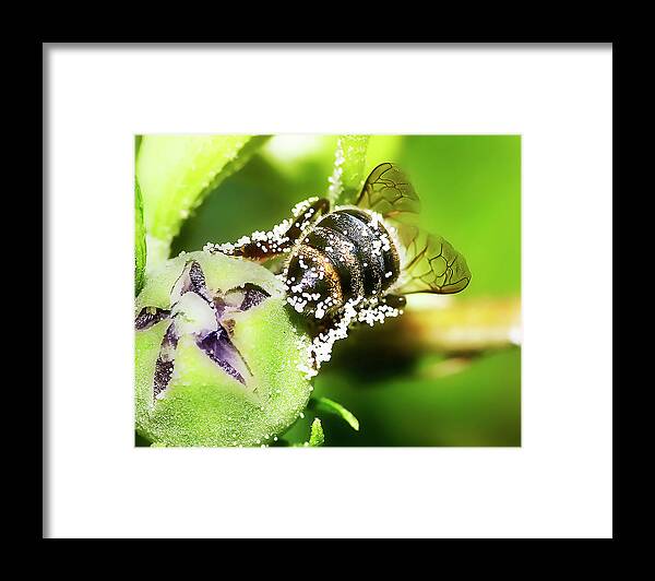 Insect Framed Print featuring the photograph Pollen Bee by Scott Cordell