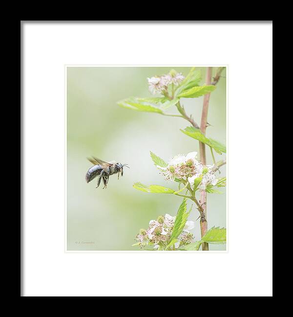 Bumblebee Framed Print featuring the photograph Pollen-covered Bumblebee, Multiflora Rose by A Macarthur Gurmankin