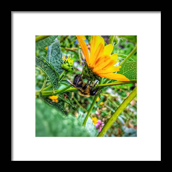 Iowa Framed Print featuring the photograph Pollinated Buzz by Jame Hayes