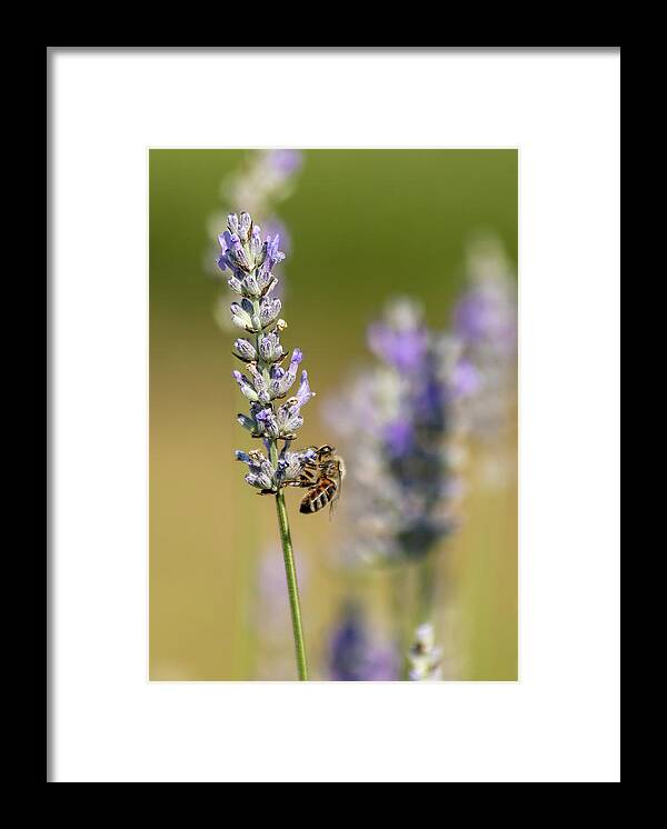 Lavender Framed Print featuring the photograph Pollinating by Rod Best