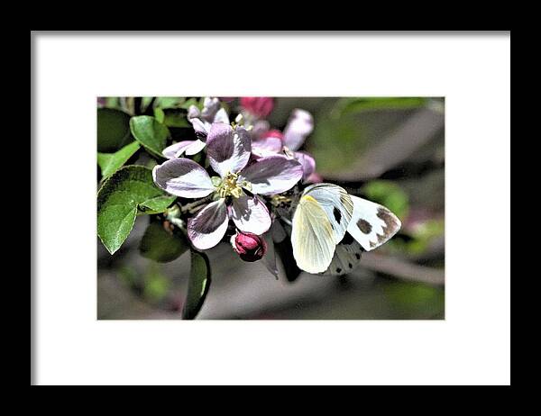 Apple Blossoms Framed Print featuring the photograph Pollinating the Apple Blossoms by Kim Bemis