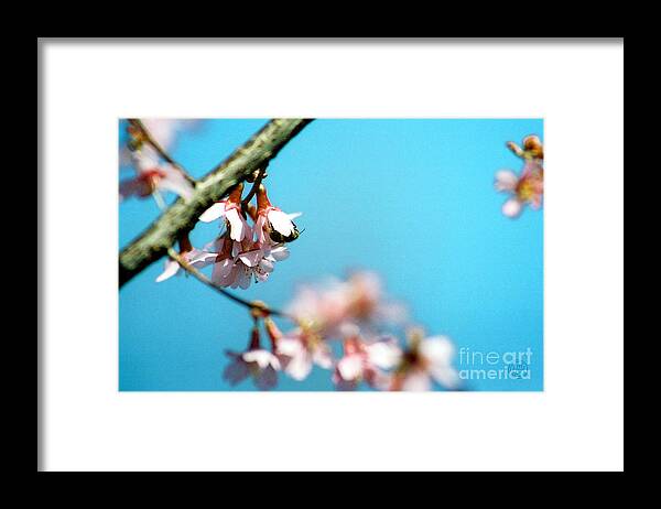 Floral Animal Wildlife Insect Framed Print featuring the photograph Pollination 1.16 by Helena M Langley