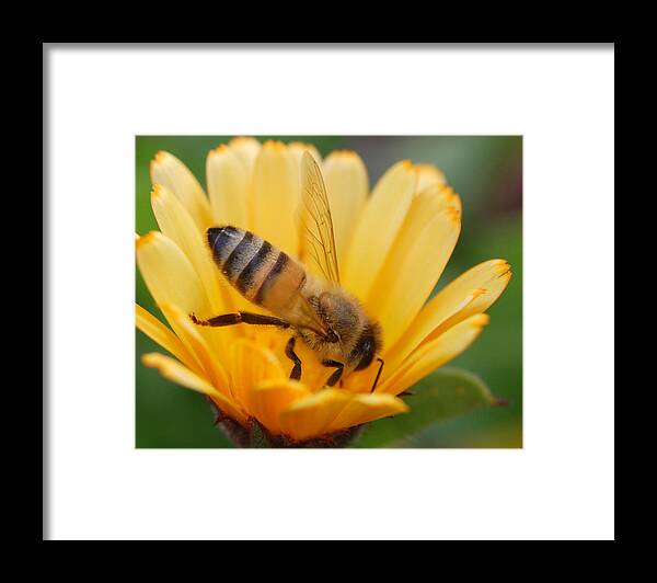 Bee Framed Print featuring the photograph Pollination 2 by Amy Fose