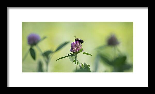 Pollination Framed Print featuring the photograph Pollination  by Holden The Moment