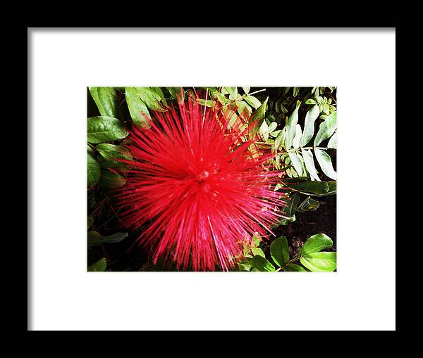 Flowers Framed Print featuring the photograph Pom Poms 4 by Ron Kandt