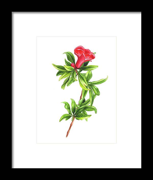 Art Framed Print featuring the painting Pomegranate flower by Ekaterina Efanova