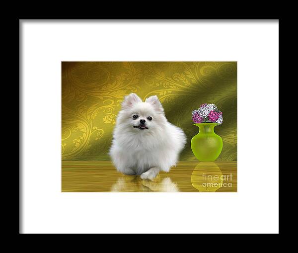 Pomeranian Framed Print featuring the painting Pomeranian Dog by Corey Ford