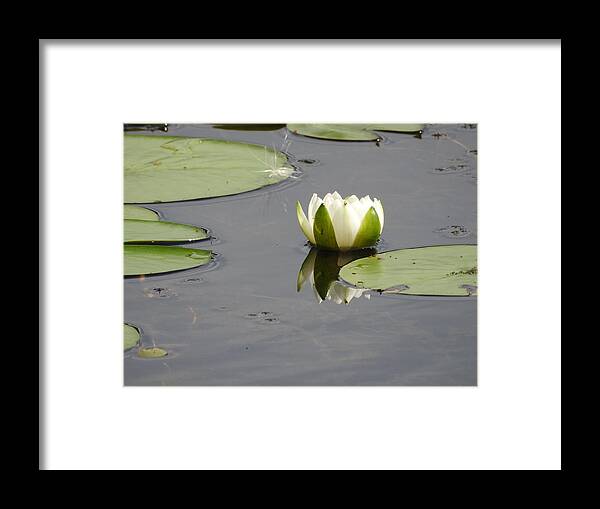 Water Lily Framed Print featuring the photograph Pond Beauty by Betty-Anne McDonald