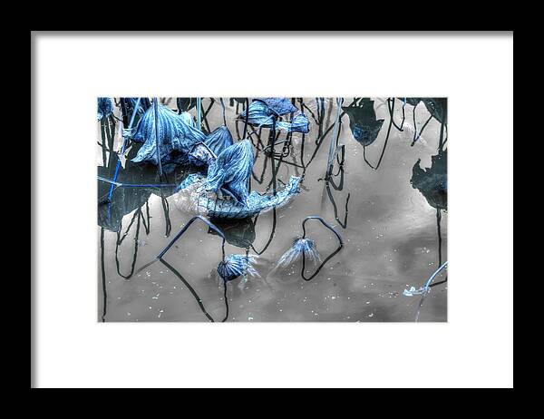 Lily Pond Framed Print featuring the photograph Damsels In Distress by Wayne Sherriff
