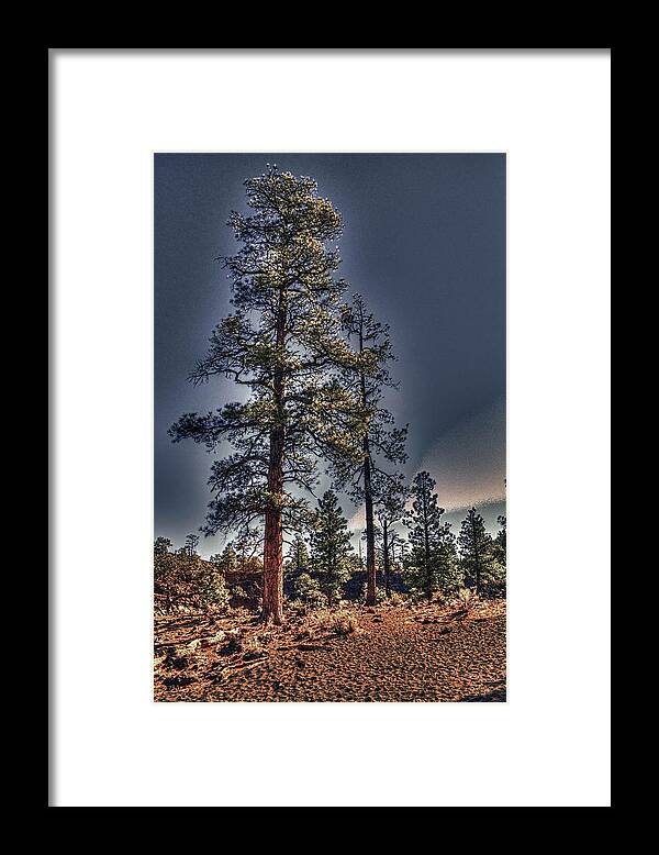 Pictorial Framed Print featuring the photograph Ponderosa Pines at the Bonito Lava Flow by Roger Passman