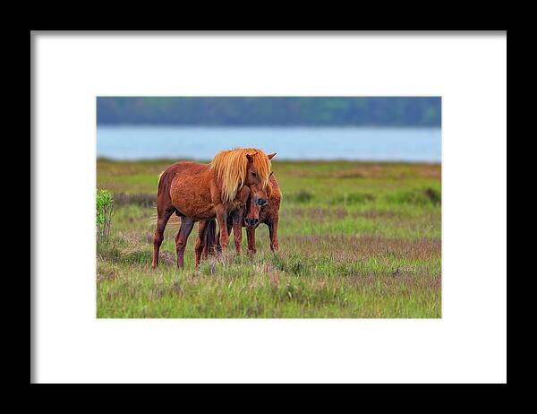 Horses Framed Print featuring the photograph Ponies on Assateague by Rick Berk