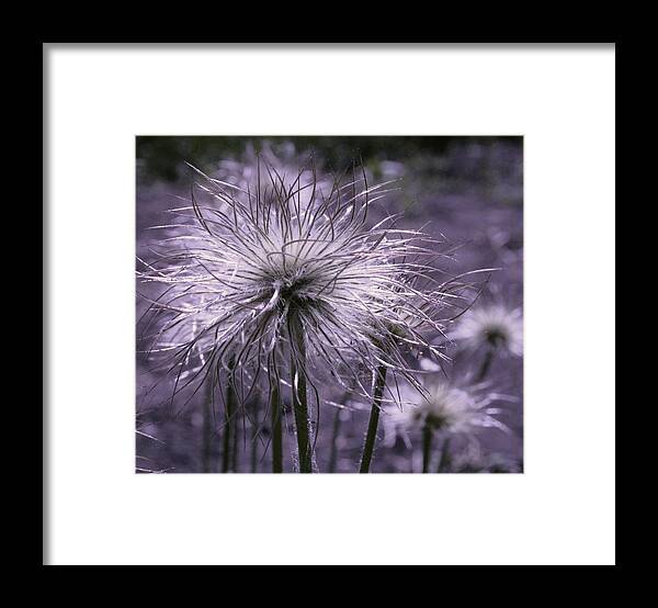 Landscape Framed Print featuring the photograph Poof by Julie Lueders 