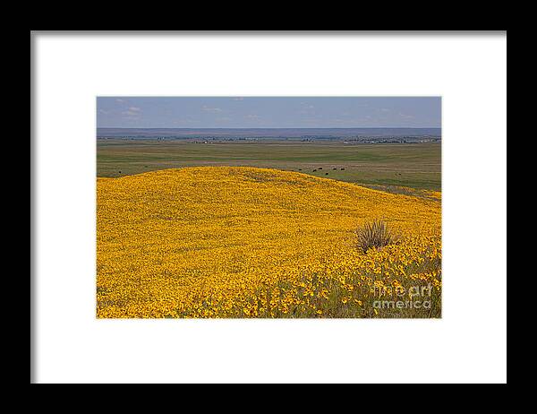 Yellow Wildflowers Framed Print featuring the photograph Mound of Gold by Jim Garrison