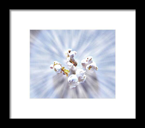 Popcorn Framed Print featuring the photograph Popcorn by Hugh Smith