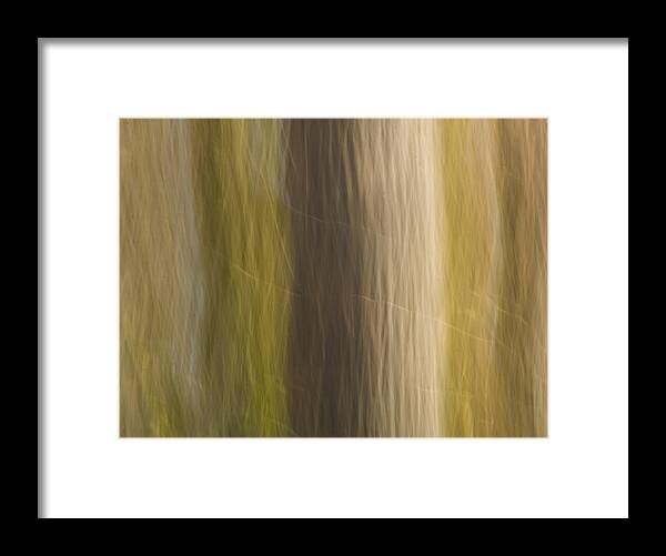 Tree Framed Print featuring the photograph Poplar by Margaret Denny