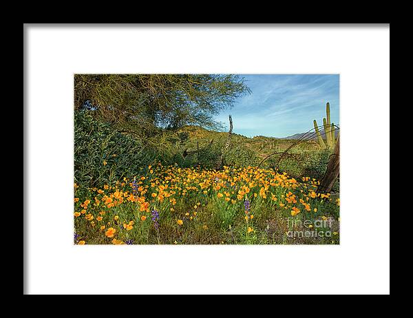 Poppies Framed Print featuring the photograph Poppies Abound by Tom Kelly