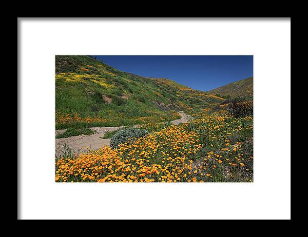 Poppies Framed Print featuring the photograph Poppies along Riverbed by Cliff Wassmann