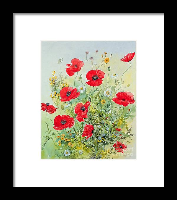 Flowers; Botanical; Flower; Poppies; Mayweed; Leaf; Leafs; Leafy; Flower; Red Flower; White Flower; Yellow Flower; Poppie; Mayweeds Framed Print featuring the painting Poppies and Mayweed by John Gubbins