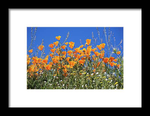 Poppies Framed Print featuring the photograph Poppies from below by Cliff Wassmann