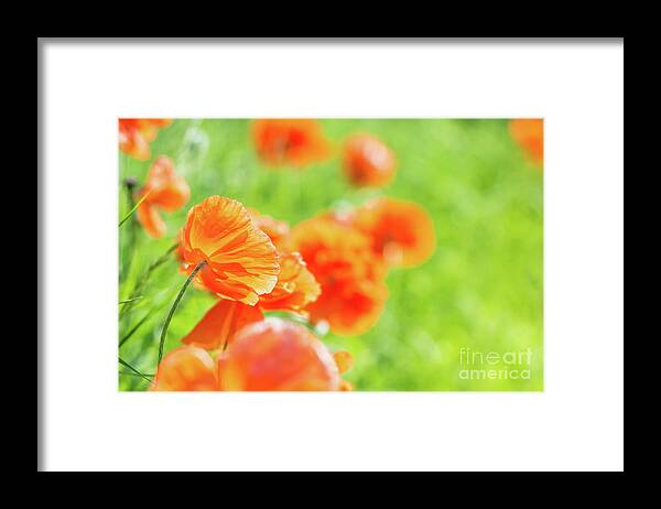 Cheryl Baxter Photography Framed Print featuring the photograph Poppies in the Sun by Cheryl Baxter
