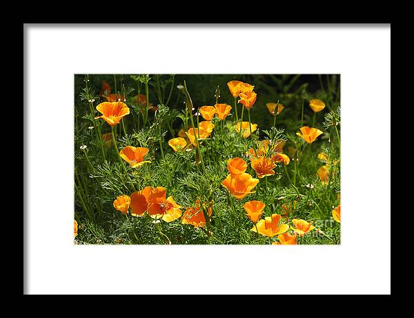Flowers Framed Print featuring the photograph Poppies by Marc Bittan