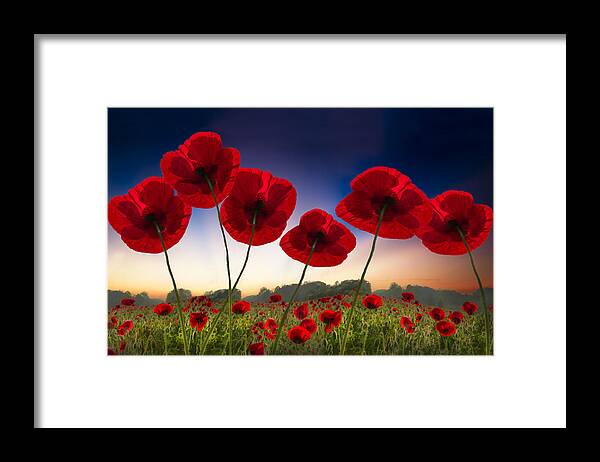 Appalachia Framed Print featuring the photograph Poppies on Fire by Debra and Dave Vanderlaan