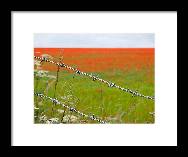 Richard Reeve Framed Print featuring the photograph Poppies by Richard Reeve