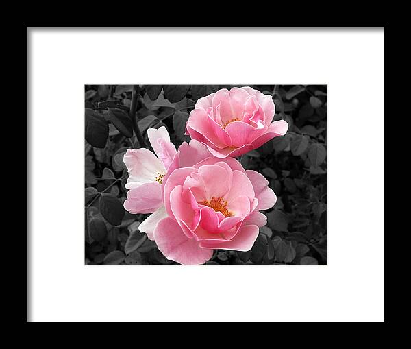 Flower Framed Print featuring the photograph Popping Pink Roses by Amy Fose