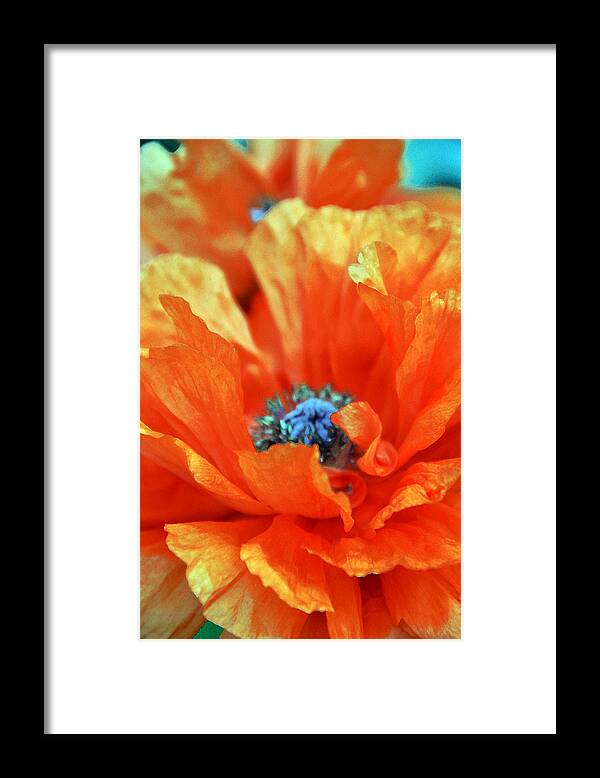 Papaver Somniferum. Opium Framed Print featuring the photograph Poppy by Angelina Tamez