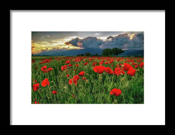 Poppy Framed Print featuring the photograph Poppy field at sunset by Plamen Petkov