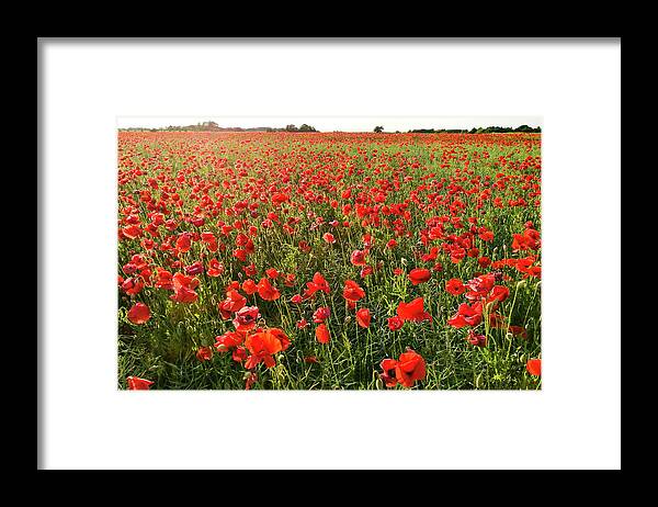Poppy Field Framed Print featuring the photograph Poppy Field by Kim Lessel