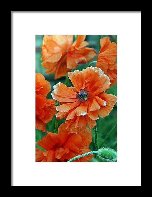 Papaver Somniferum. Opium Framed Print featuring the photograph Poppy Fields by Angelina Tamez
