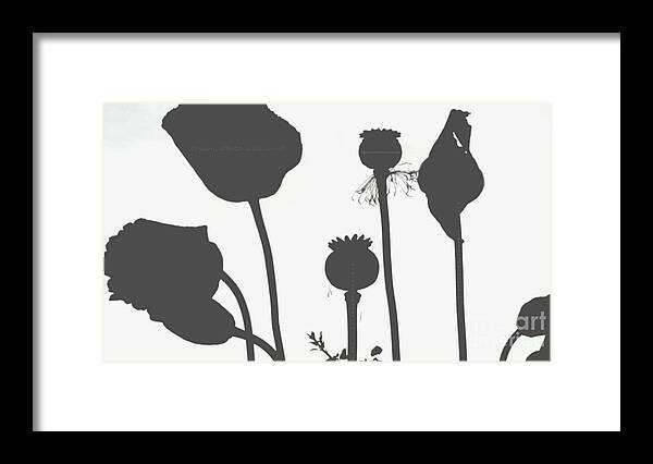 Black And White Framed Print featuring the photograph Poppy Flower Seed Pods Black and White by Jordan W