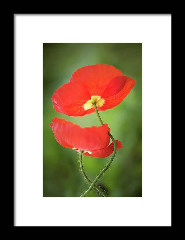 Lowcountry Springtime Framed Print featuring the photograph Poppy Love by Kim Carpentier
