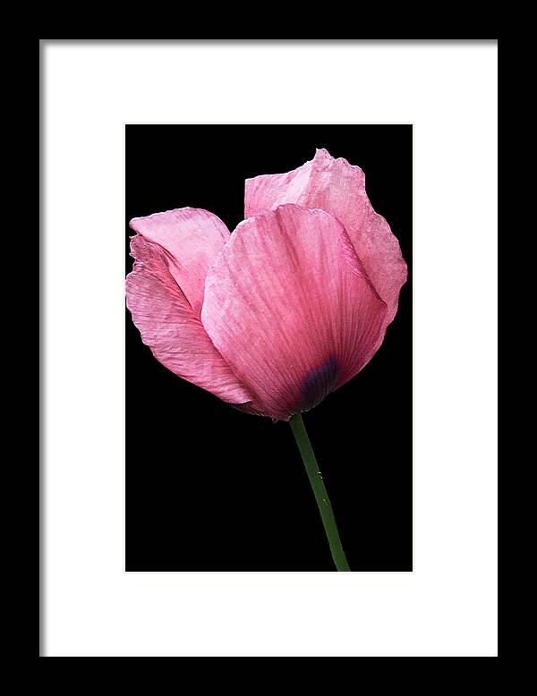 Poppy Framed Print featuring the photograph Poppy by Mike Stephens
