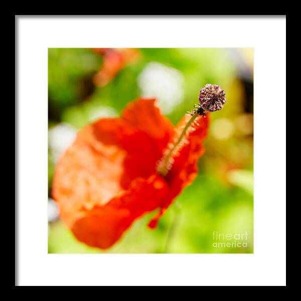 Poppy Framed Print featuring the photograph Poppy seen from above by Nick Biemans