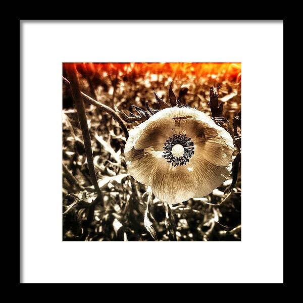 Cf_graphics Framed Print featuring the photograph Poppy by Tanya Gordeeva