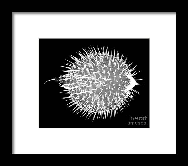Xray Framed Print featuring the photograph Porcupine Puffer by Ted Kinsman