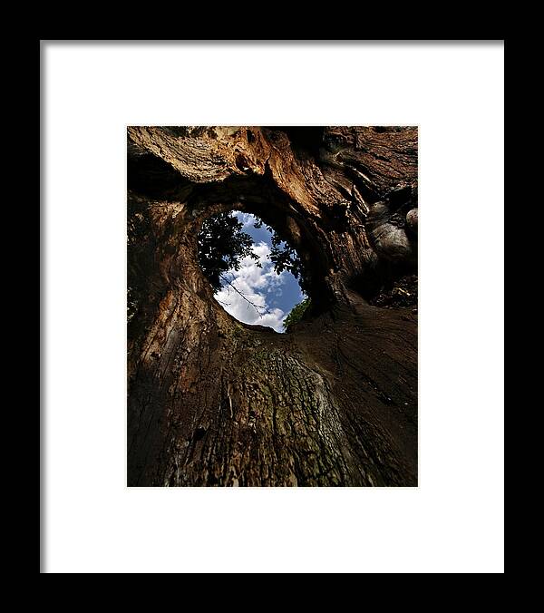 Tree Framed Print featuring the photograph Portal by Neil Shapiro