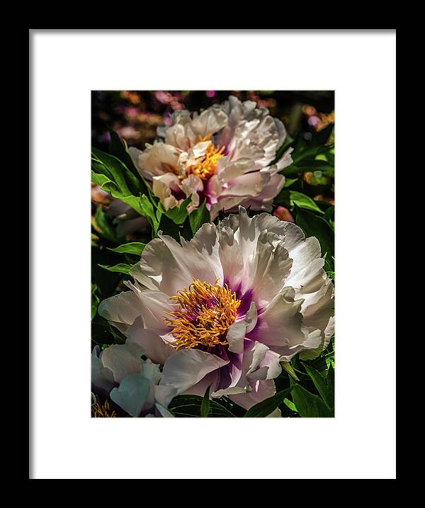 Flowers Framed Print featuring the photograph Portrait in White and Magenta by Jim Moore