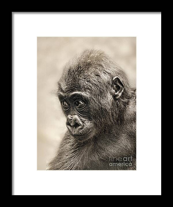 Jim Fitzpatrick Framed Print featuring the photograph Portrait of a Baby Gorilla digitally altered by Jim Fitzpatrick